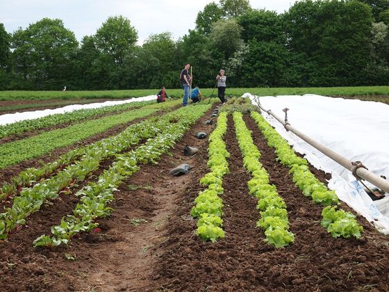 Die SoLaWi in Bamberg ist ein Erfolgsmodell. ©Foto: SoLaWi